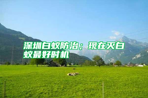 深圳白蟻防治；現在滅白蟻最好時機