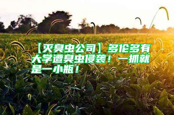 【滅臭蟲公司】多倫多有大學(xué)遭臭蟲侵襲！一抓就是一小瓶！