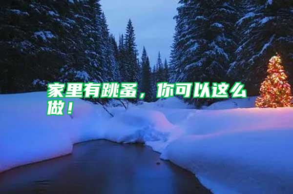 家里有跳蚤，你可以這么做！