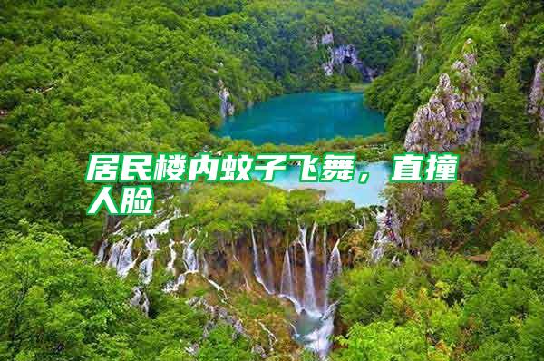 居民樓內(nèi)蚊子飛舞，直撞人臉