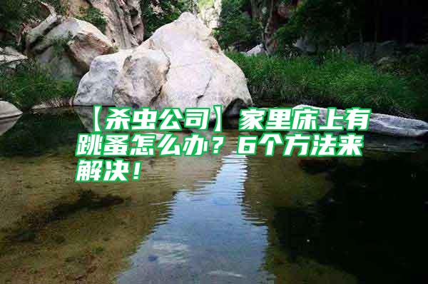 【殺蟲公司】家里床上有跳蚤怎么辦？6個方法來解決！