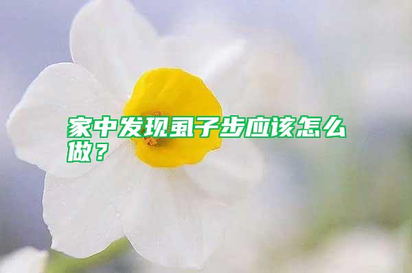 家中發(fā)現(xiàn)虱子步應(yīng)該怎么做？