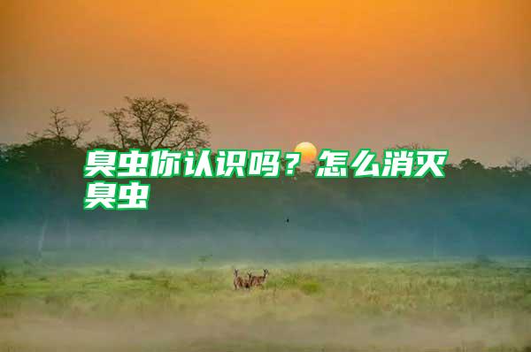 臭蟲你認識嗎？怎么消滅臭蟲