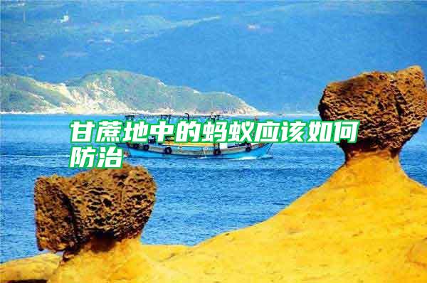 甘蔗地中的螞蟻應該如何防治