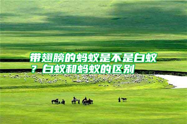 帶翅膀的螞蟻是不是白蟻？白蟻和螞蟻的區(qū)別