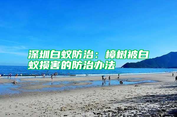 深圳白蟻防治：樟樹(shù)被白蟻損害的防治辦法