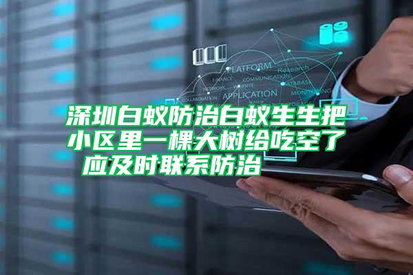 深圳白蟻防治白蟻生生把小區(qū)里一棵大樹給吃空了 應及時聯(lián)系防治