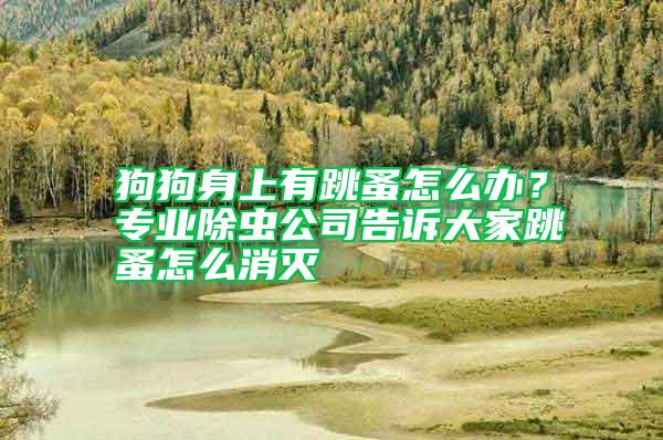 狗狗身上有跳蚤怎么辦？專業除蟲公司告訴大家跳蚤怎么消滅