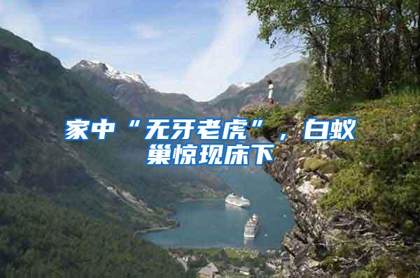 家中“無牙老虎”，白蟻巢驚現(xiàn)床下