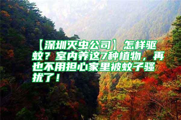 【深圳滅蟲公司】怎樣驅(qū)蚊？室內(nèi)養(yǎng)這7種植物，再也不用擔(dān)心家里被蚊子騷擾了！