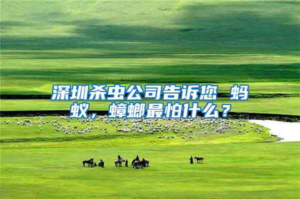 深圳殺蟲公司告訴您 螞蟻，蟑螂最怕什么？