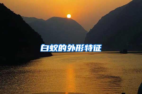 白蟻的外形特征