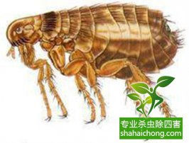 【消殺公司】四害是哪四害？教你怎么更好除四害