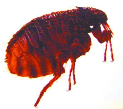 除四害公司：四害主要危害有哪些？