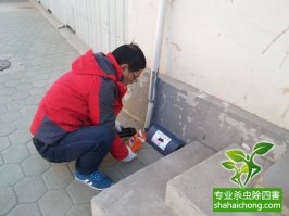 老鼠怎么殺？滅鼠公司有辦法