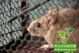 老鼠如何消滅？滅鼠公司有高招