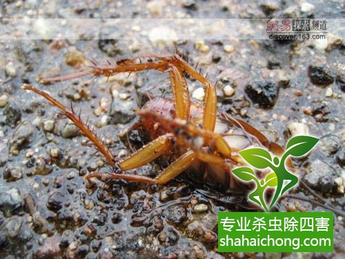 殺蟑螂公司怎么樣滅蟑螂