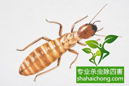 白蟻怎么治,怎么防治白蟻方法