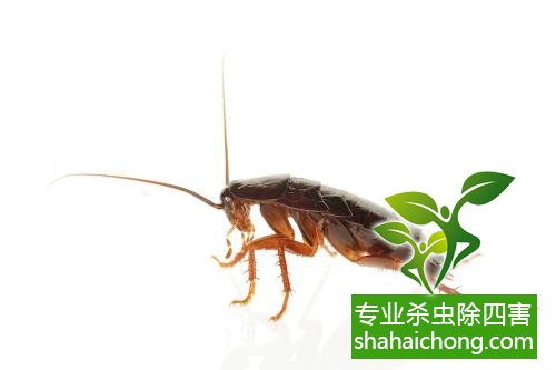 殺蟑螂公司怎么樣滅蟑螂