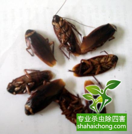 如何消滅蟑螂,怎么樣滅除蟑螂