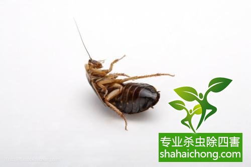 殺蟑螂公司怎么樣滅蟑螂