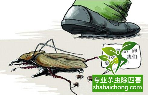 除蟑螂滅蟑螂的方法 如何消滅蟑螂,怎么樣滅除蟑螂