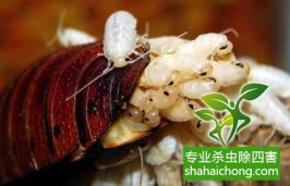 深圳滅蟑螂除四害公司專業(yè)滅蟑螂、徹底滅絕-怎么樣滅除蟑螂的方法