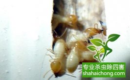 深圳白蟻防治公司帶你認(rèn)識白蟻王國