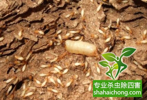 白蟻怎么治,怎么防治白蟻方法