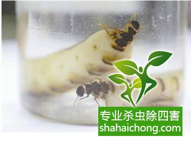 白蟻怎么治,怎么防治白蟻方法